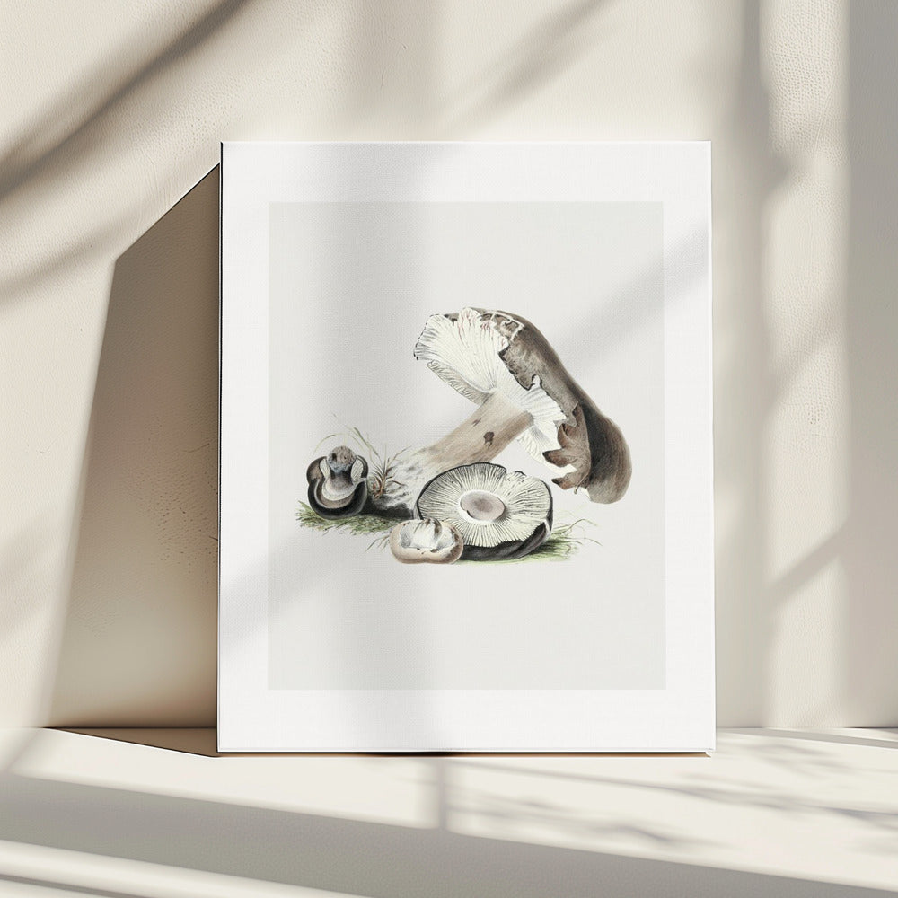 Vintage Agaricus Augustus Paddestoel 50x70 | Canvas