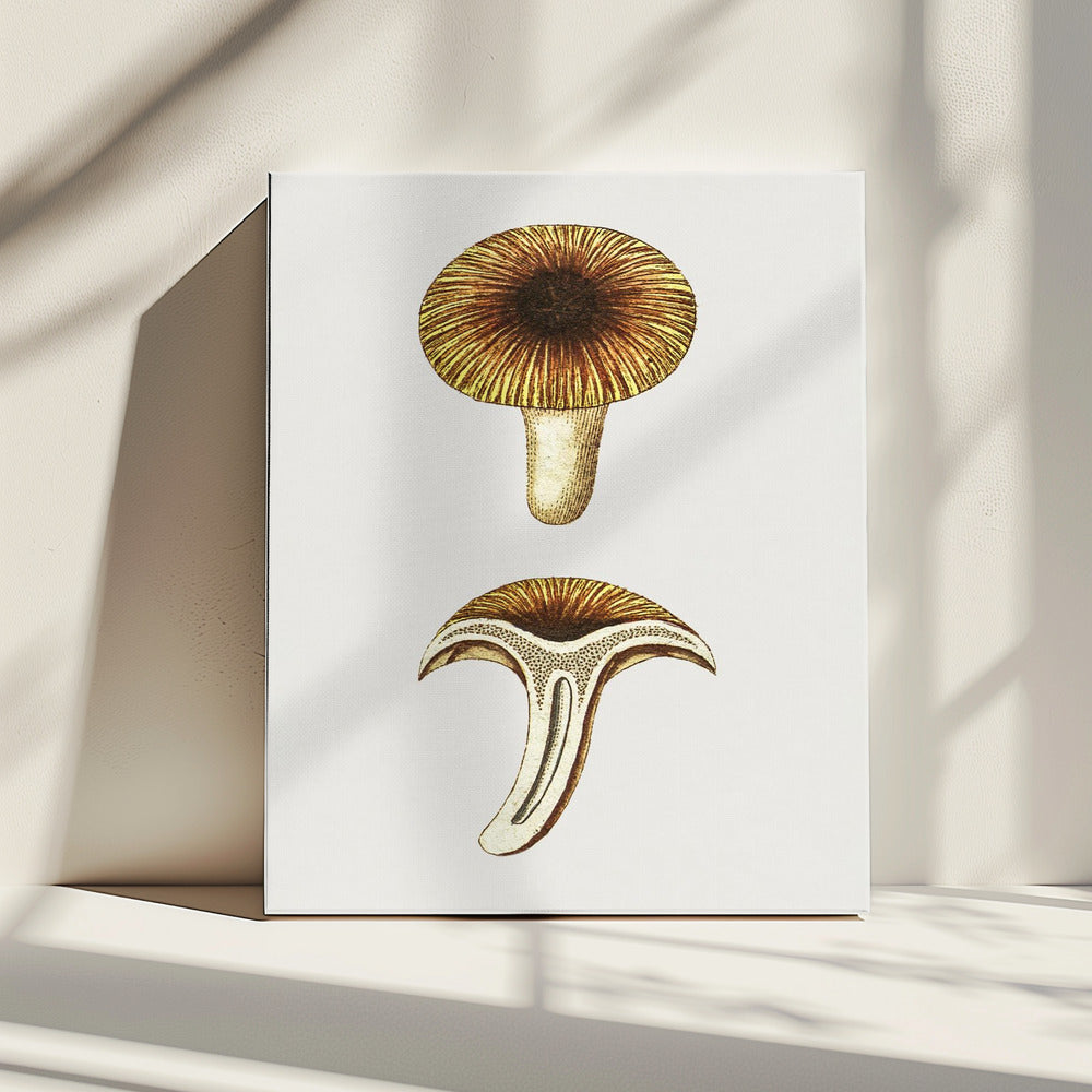 Vintage Cantharellen Eetbare Paddenstoel | Canvas