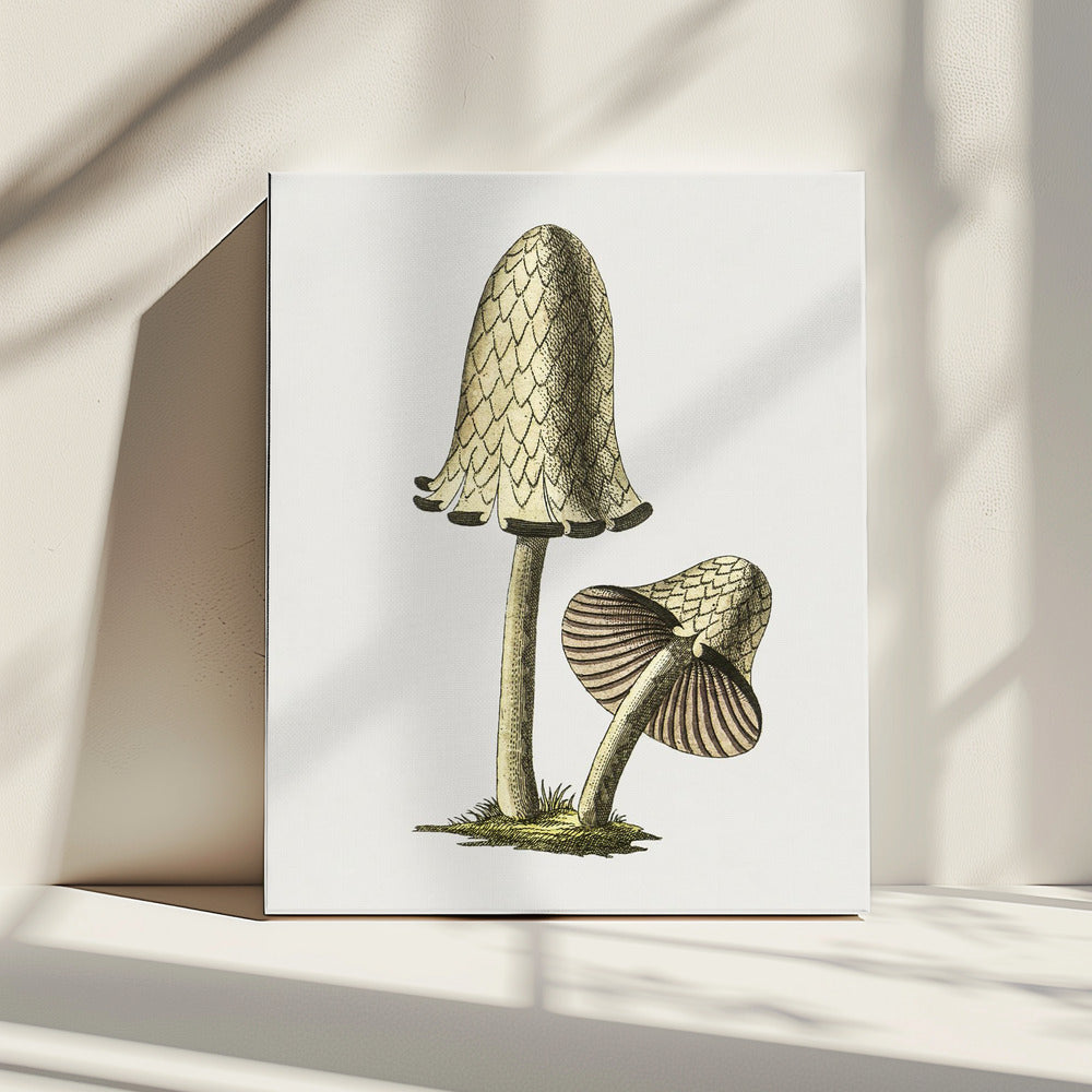 Vintage Inky Cap eetbare paddenstoel | Canvas