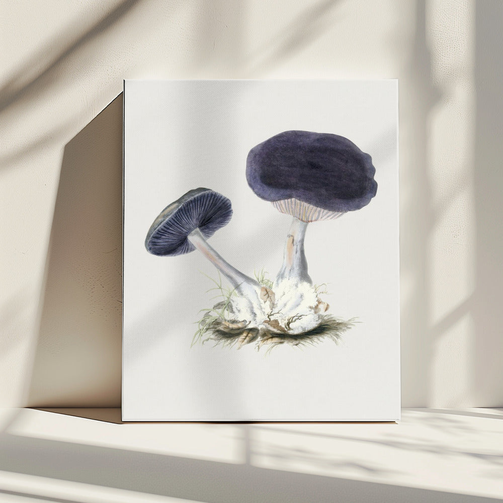 Vintage Violet Webcap Paddenstoel | Canvas