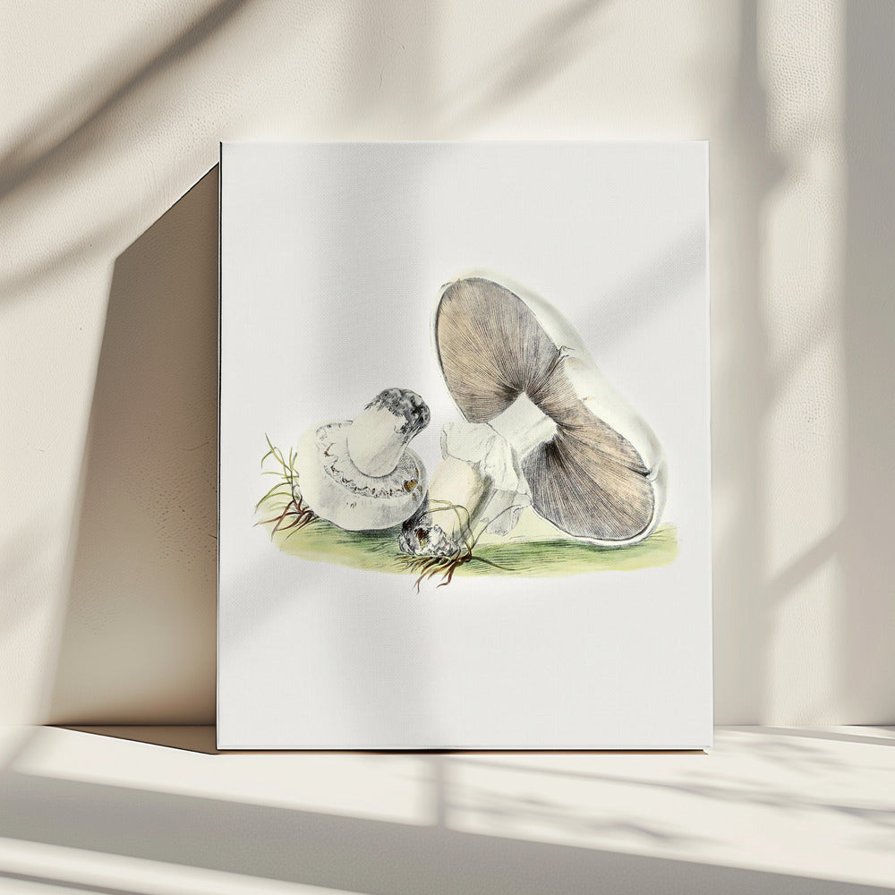 Handgetekende staande paddenstoel van een paard | Canvas