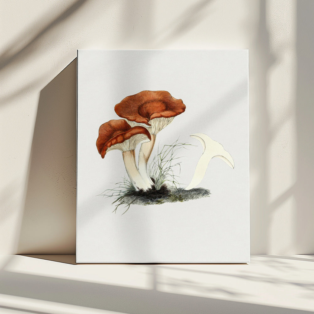 Met de hand getekende roodbruine melkzwam | Canvas