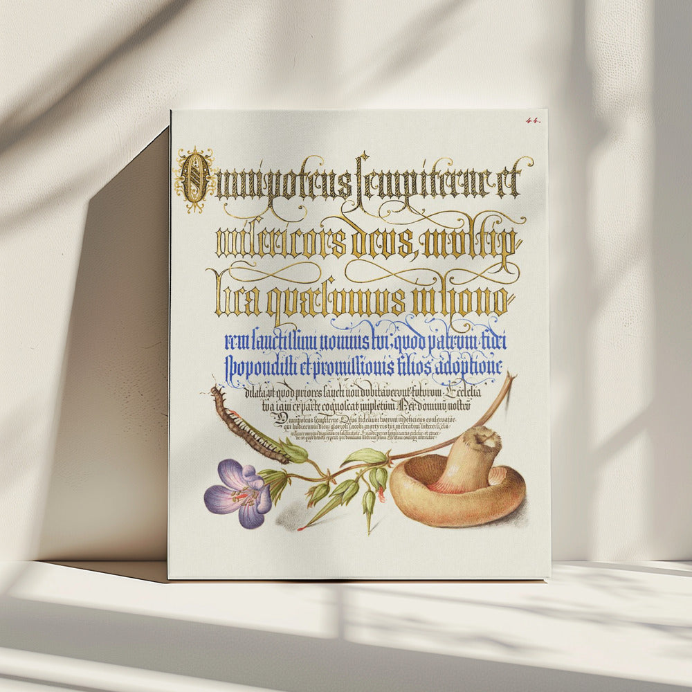Paddenstoelposter | Canvas