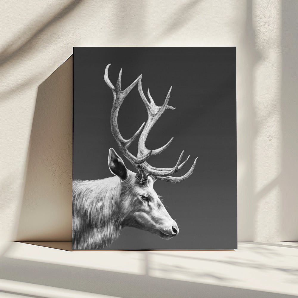 Rendier | Canvas
