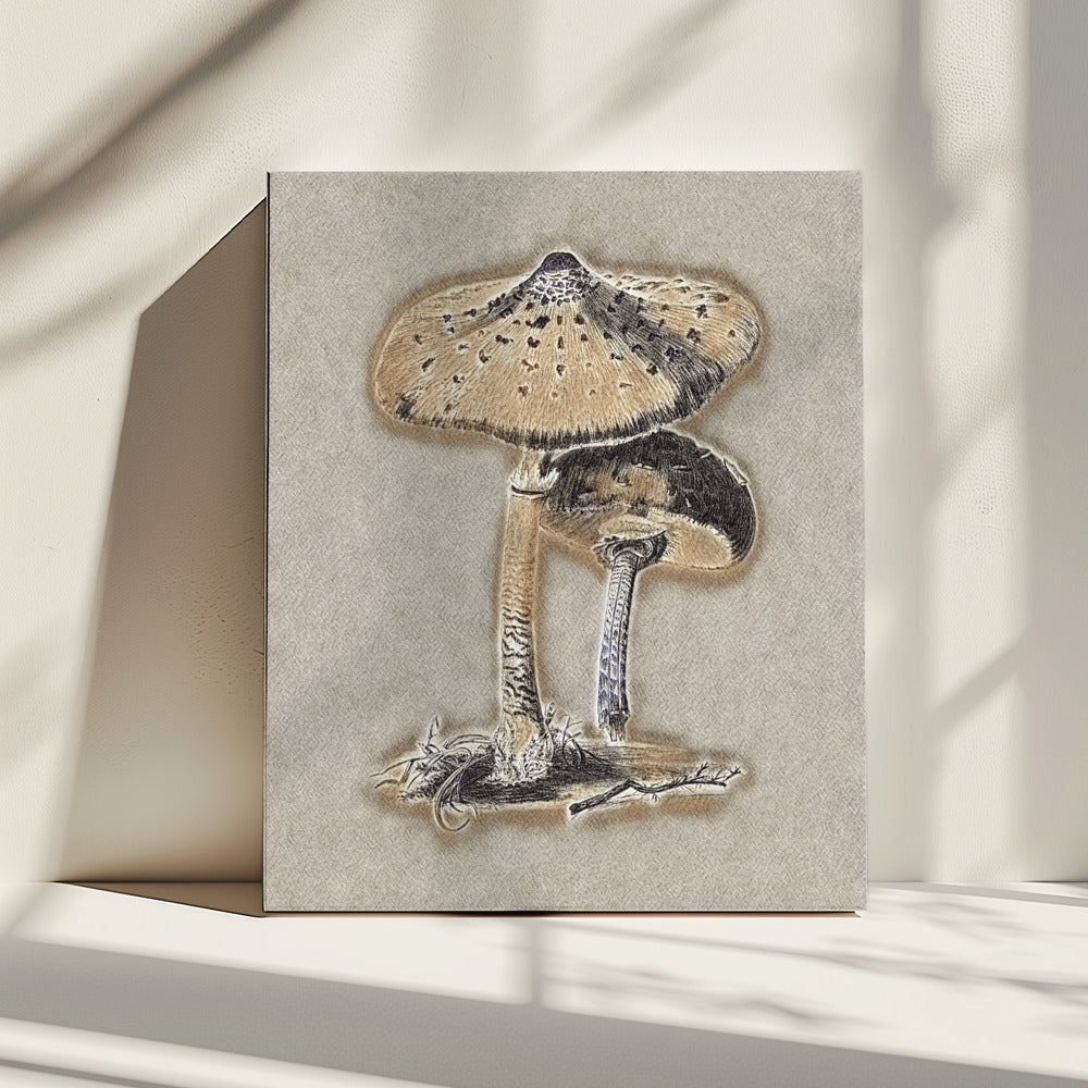 Handgetekende parasolzwam bruin | Canvas