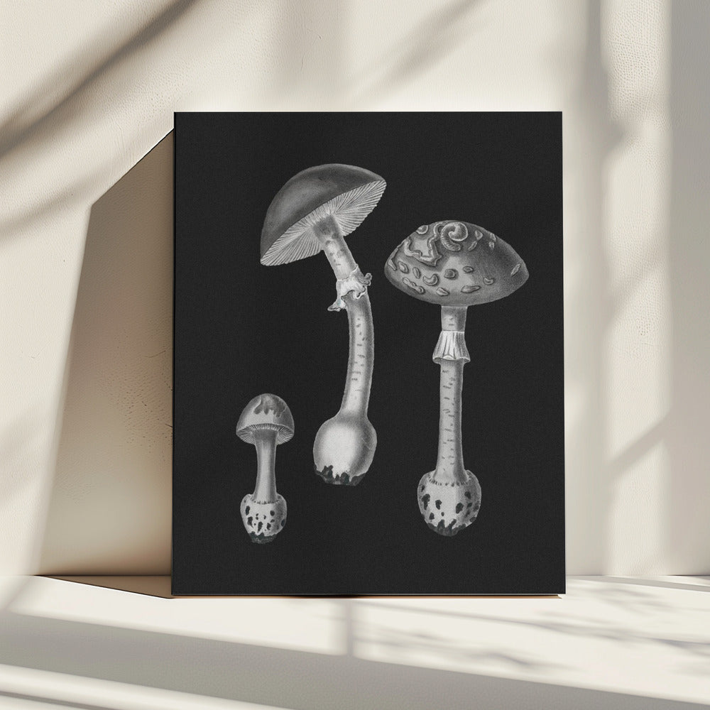 Amanita Muscaria Zwarte Achtergrondkleur BW | Canvas