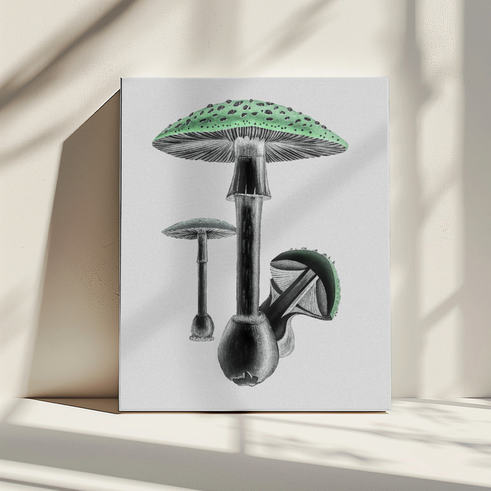 Amanita Muscaria Witte Achtergrond Groen | Canvas