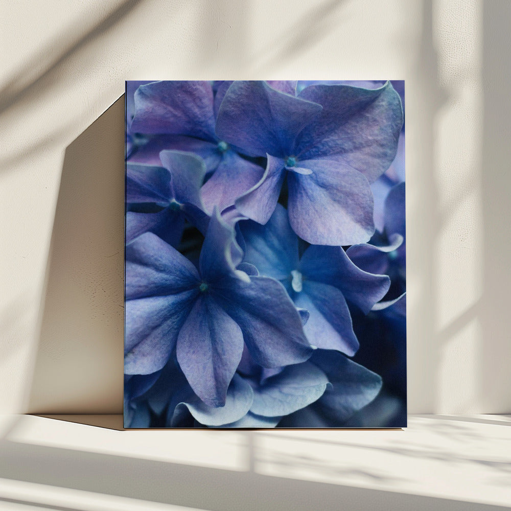 Levendige paarse hortensiabloemen | Canvas