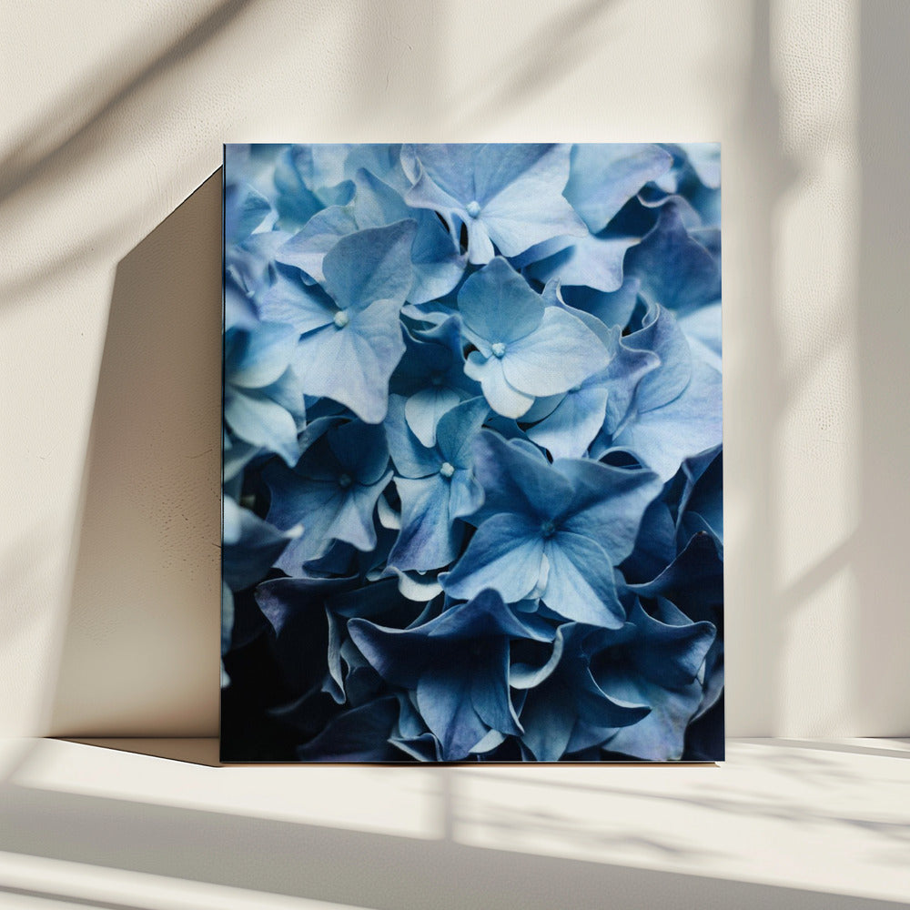 Levendige blauwe hortensia's | Canvas