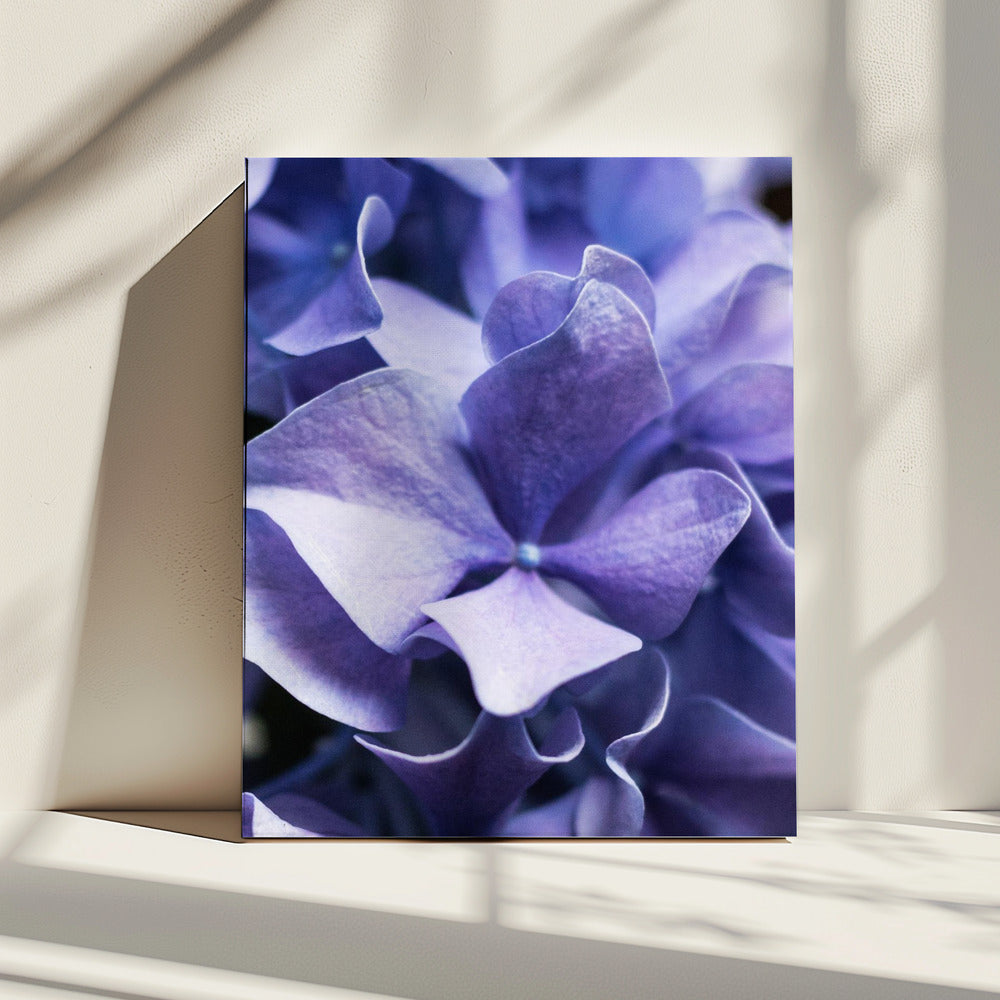 Delicate paarse hortensiablaadjes | Canvas