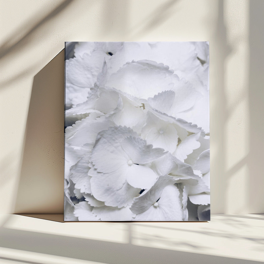 Delicate White Hydrangea Petals | Canvas