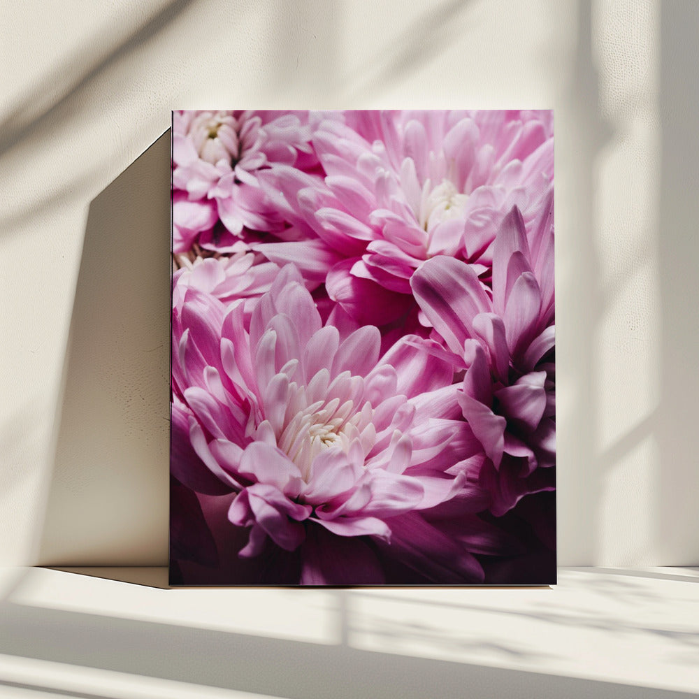 pink Chrysanthemum Blossom | Canvas