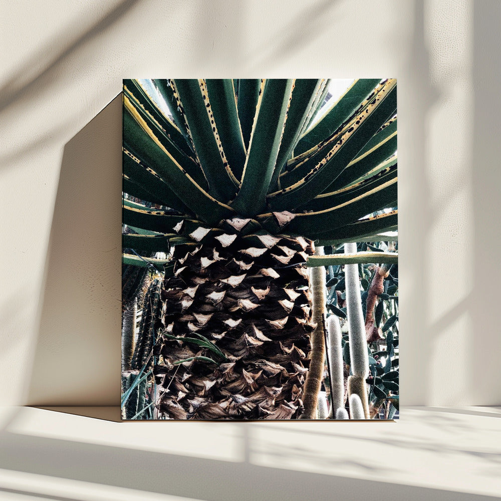 Cactus Plant | Canvas