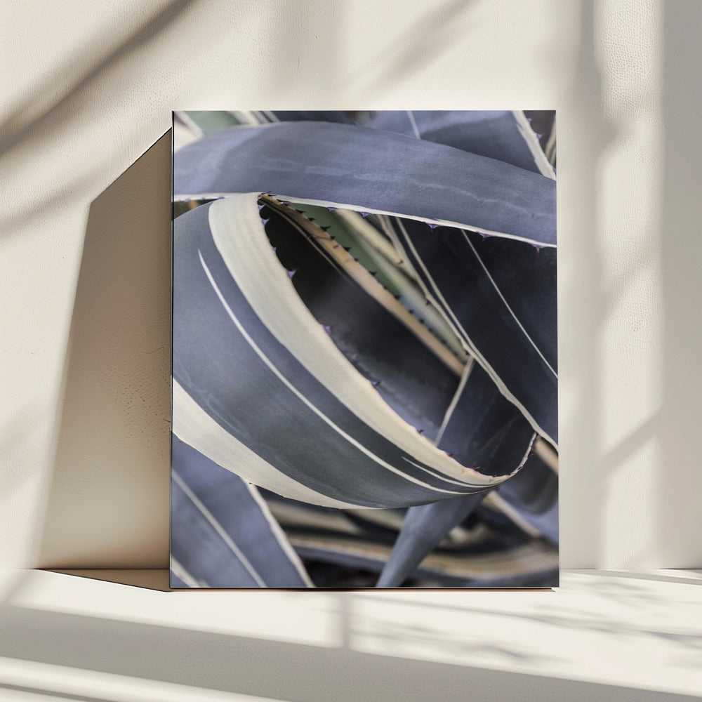 Agavekransen | Canvas