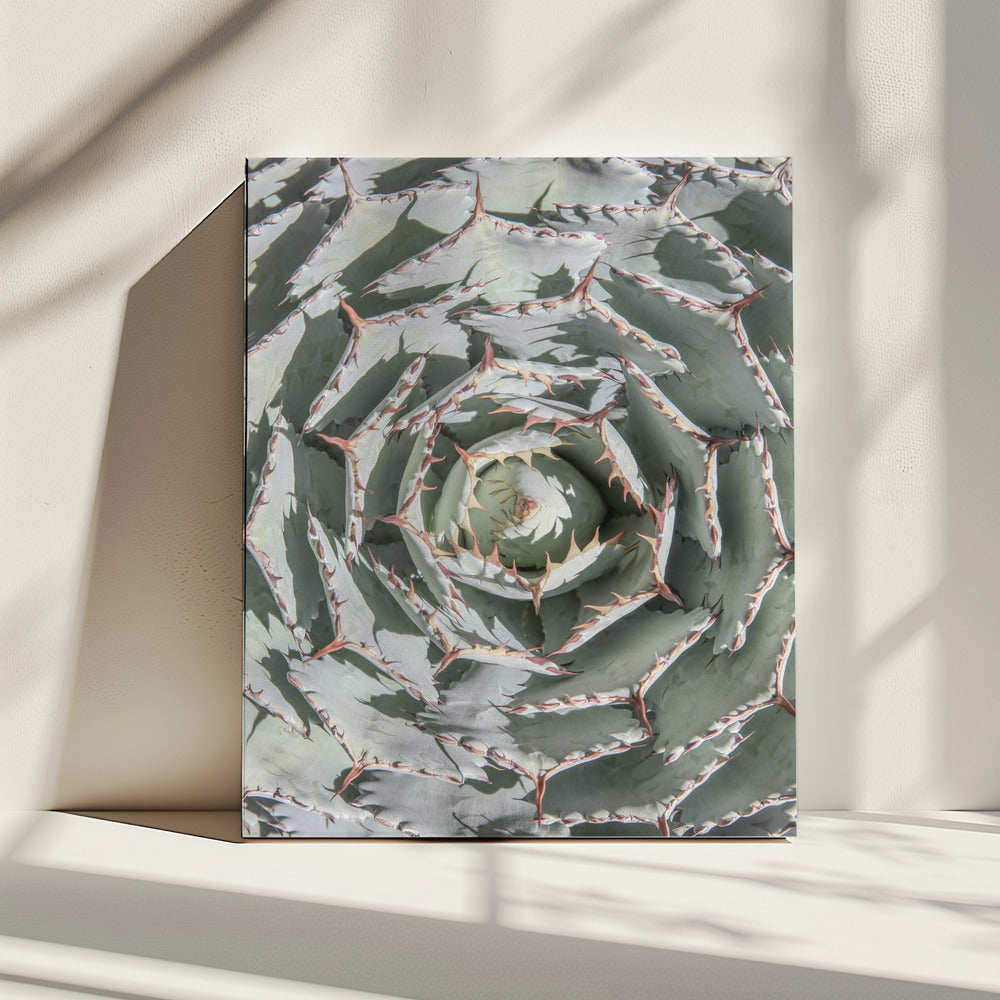 Spiraalvormig vetplantendoolhof | Canvas
