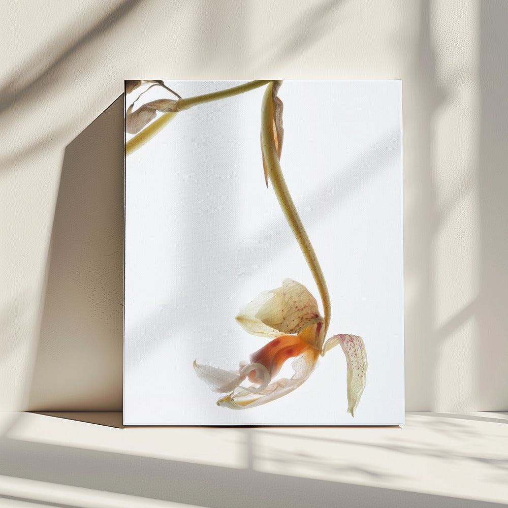 Elegant verval | Canvas