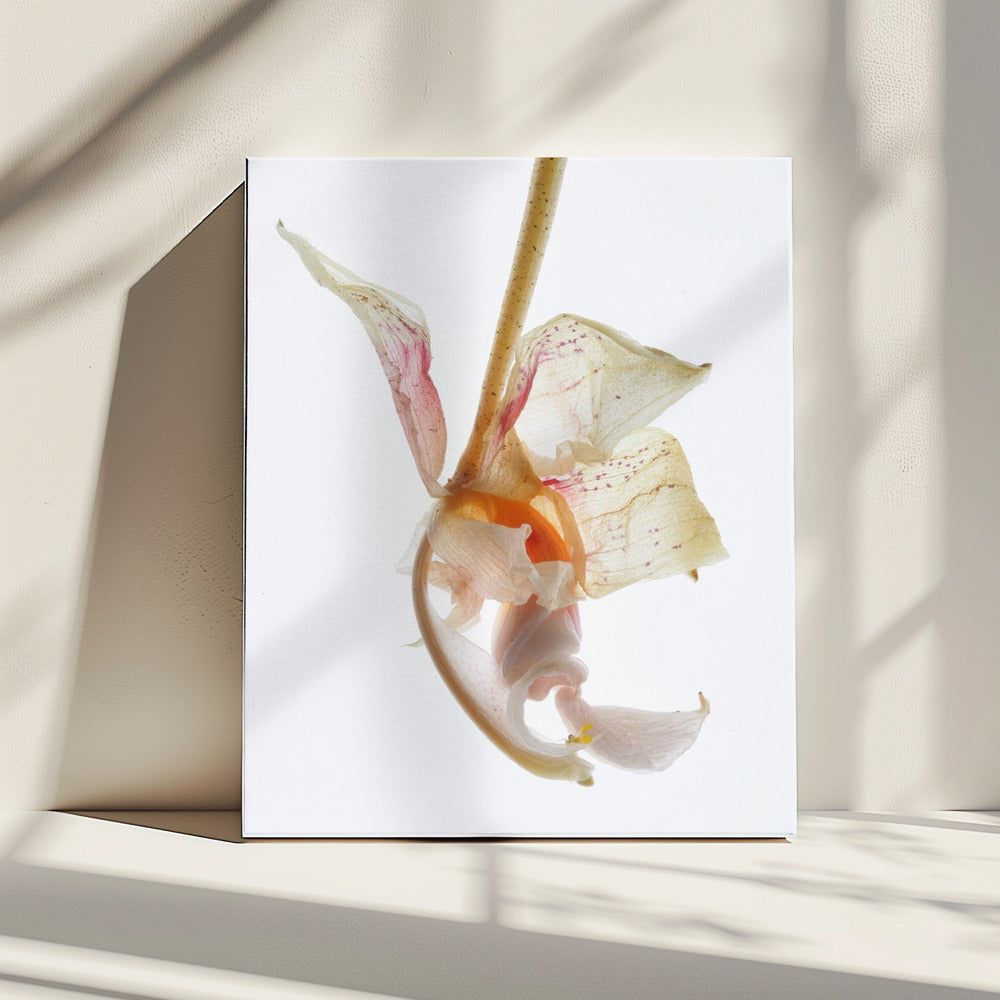 Bloemblaadjessymfonie | Canvas