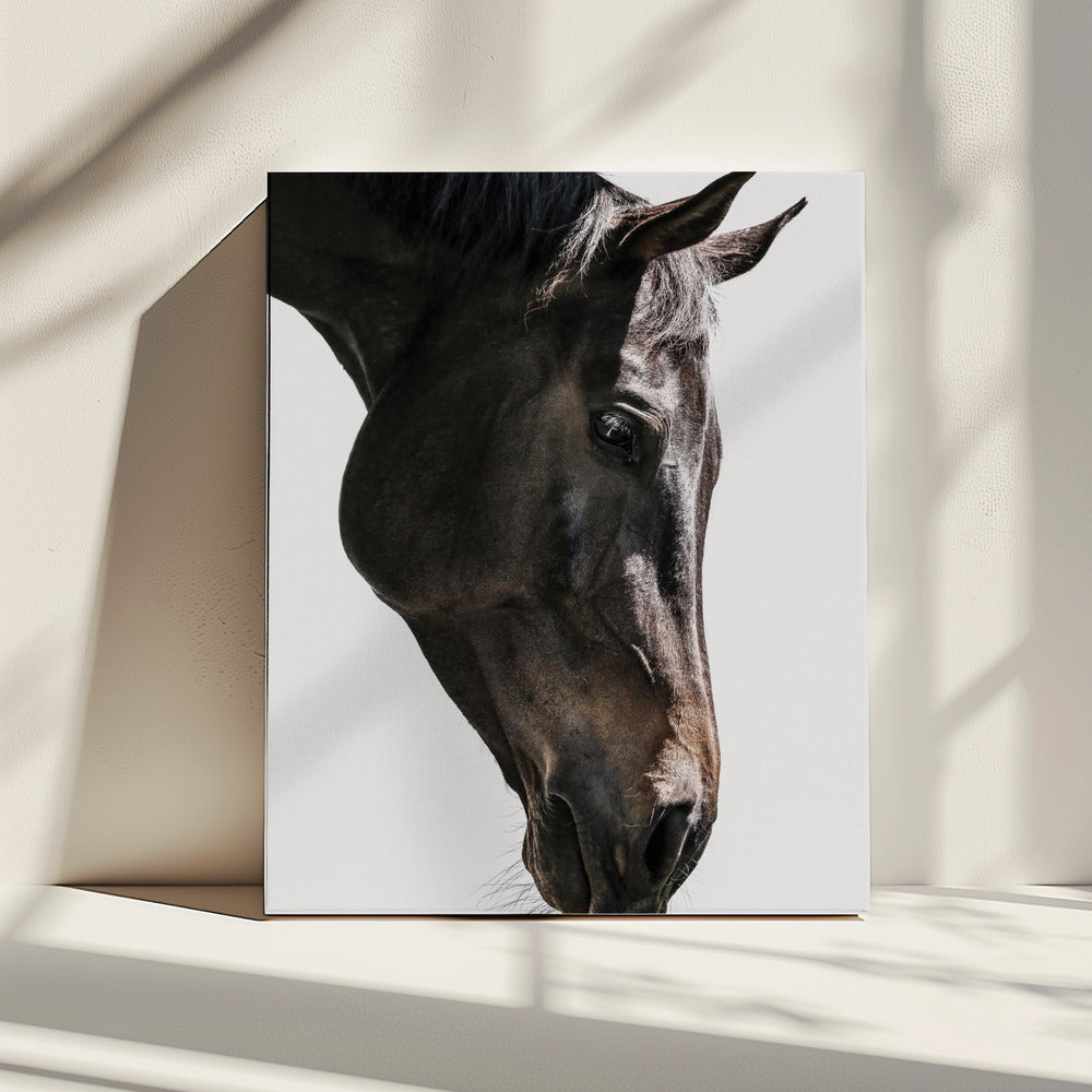 Gentle Equine Gaze | Canvas