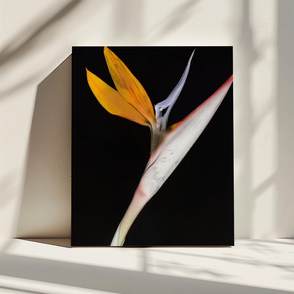 Paradijsvogel | Canvas