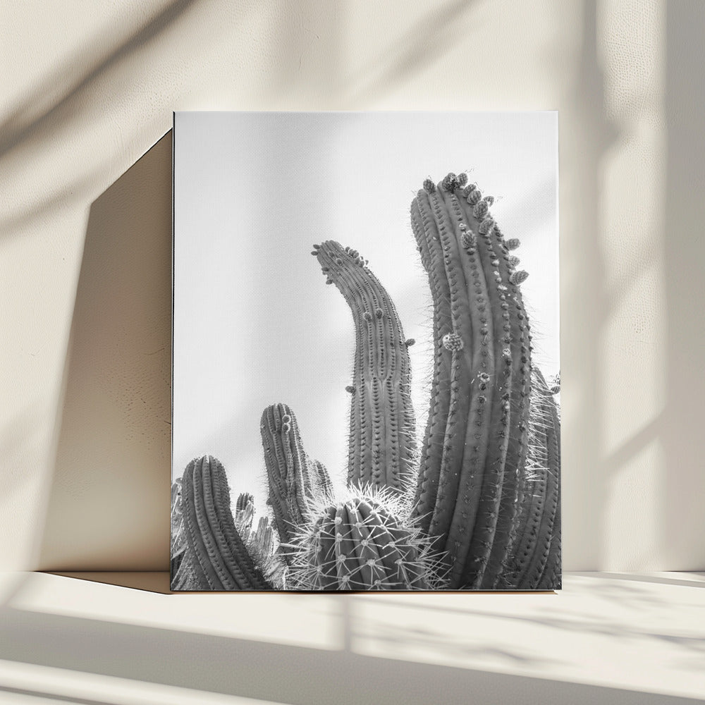 Woestijnreuzen | Canvas