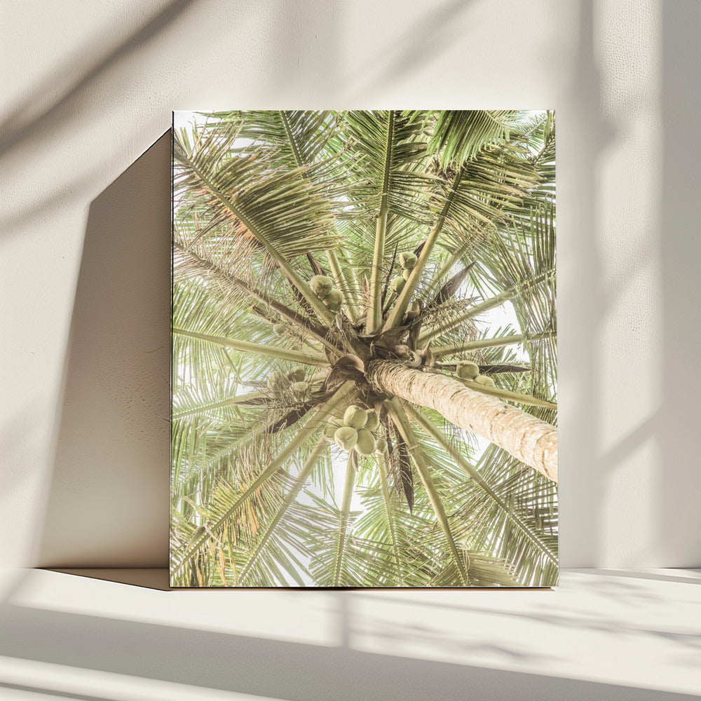 Kokosnootluifel | Canvas