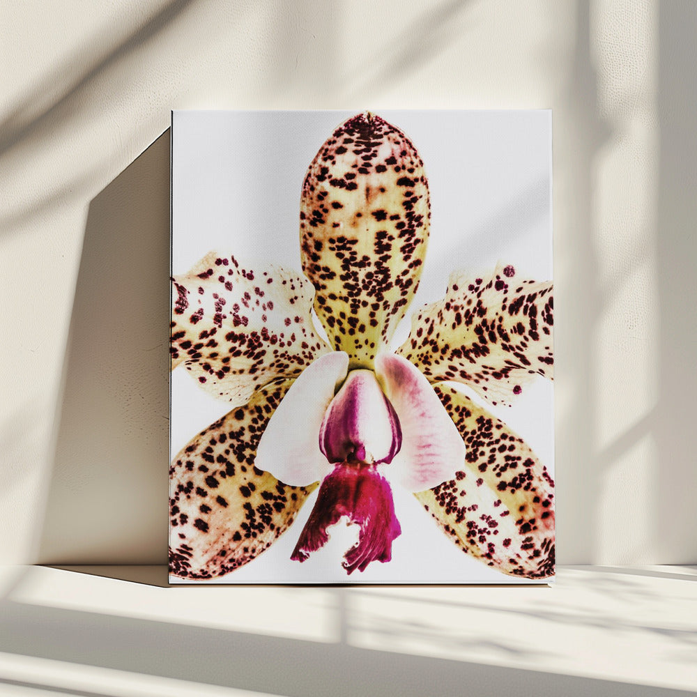 Gevlekte orchideeënuitbarsting | Canvas