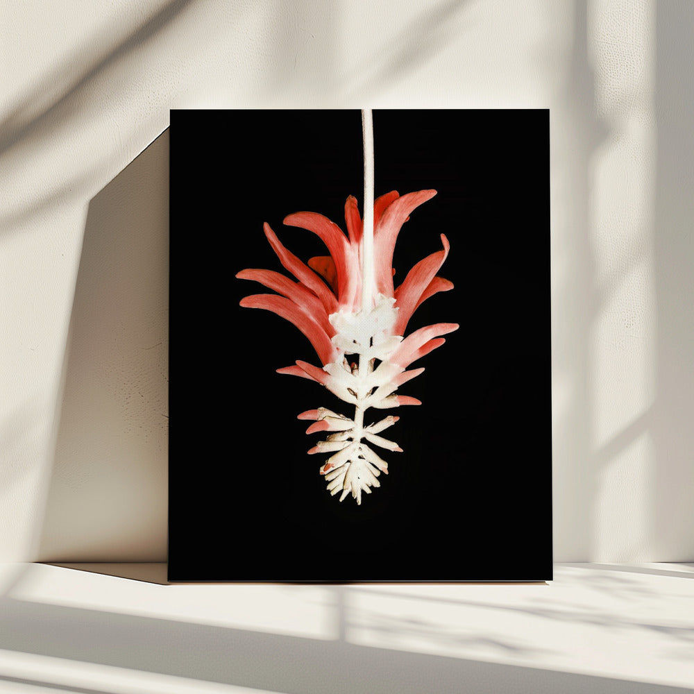 Petal Skeleton Fusion | Canvas