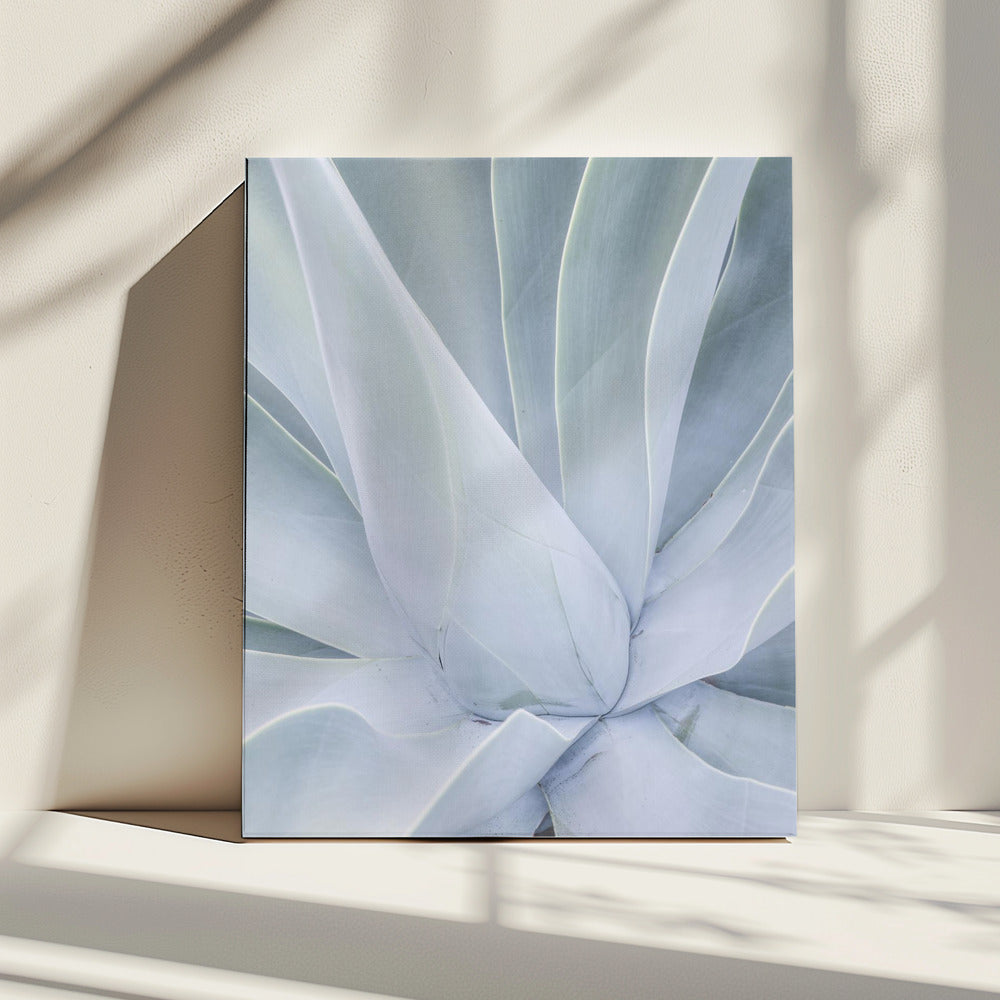Zilverachtige vetplant | Canvas