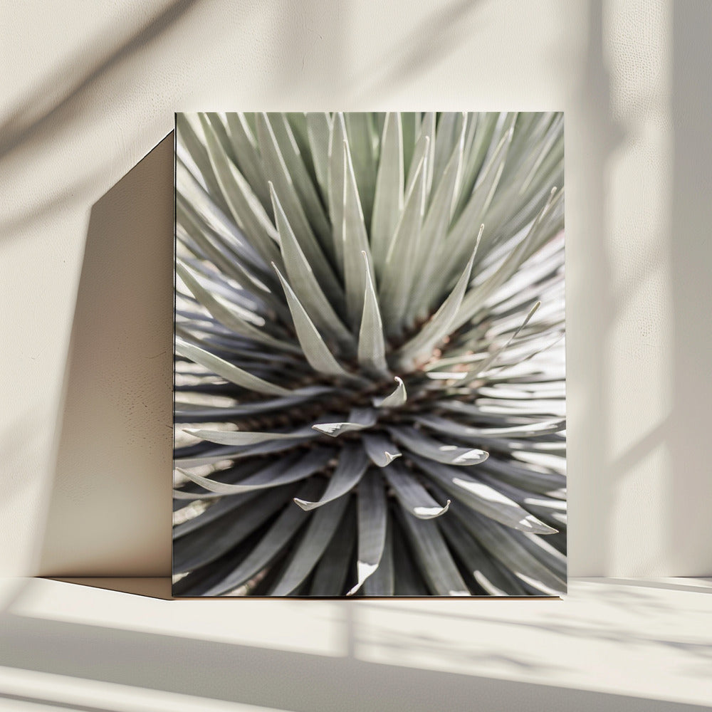 Stekelige sereniteit | Canvas