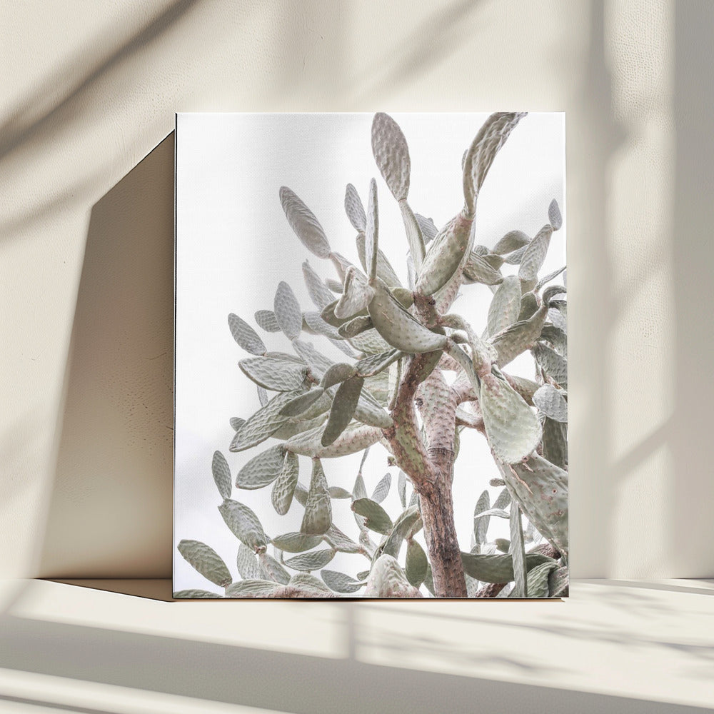 Cactus Fluisteringen | Canvas