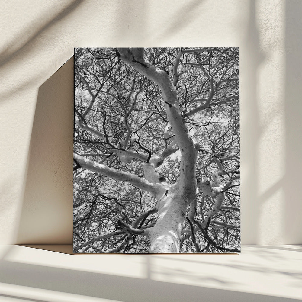 Silhouet Luifel | Canvas