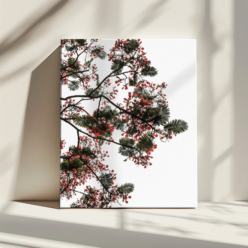 Bloesemluifel | Canvas