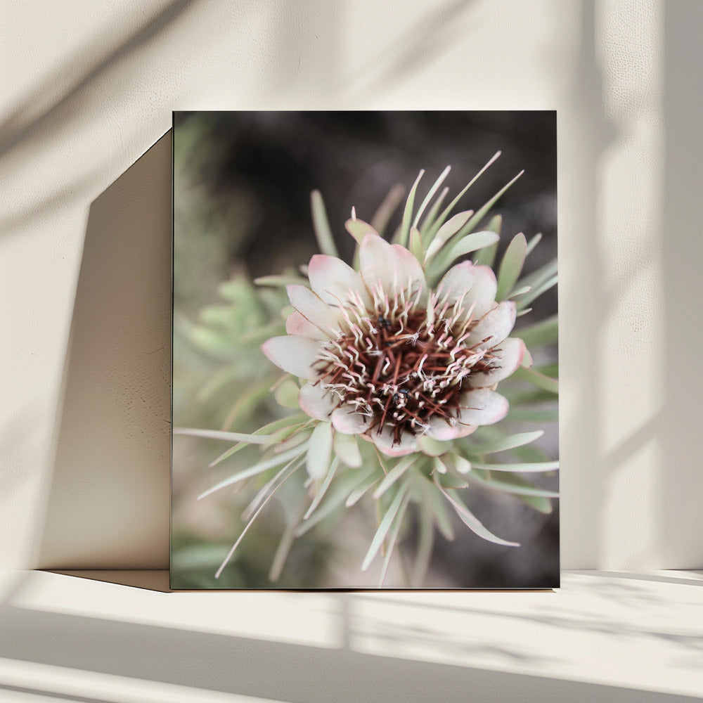Woestijnbloei Halo | Canvas
