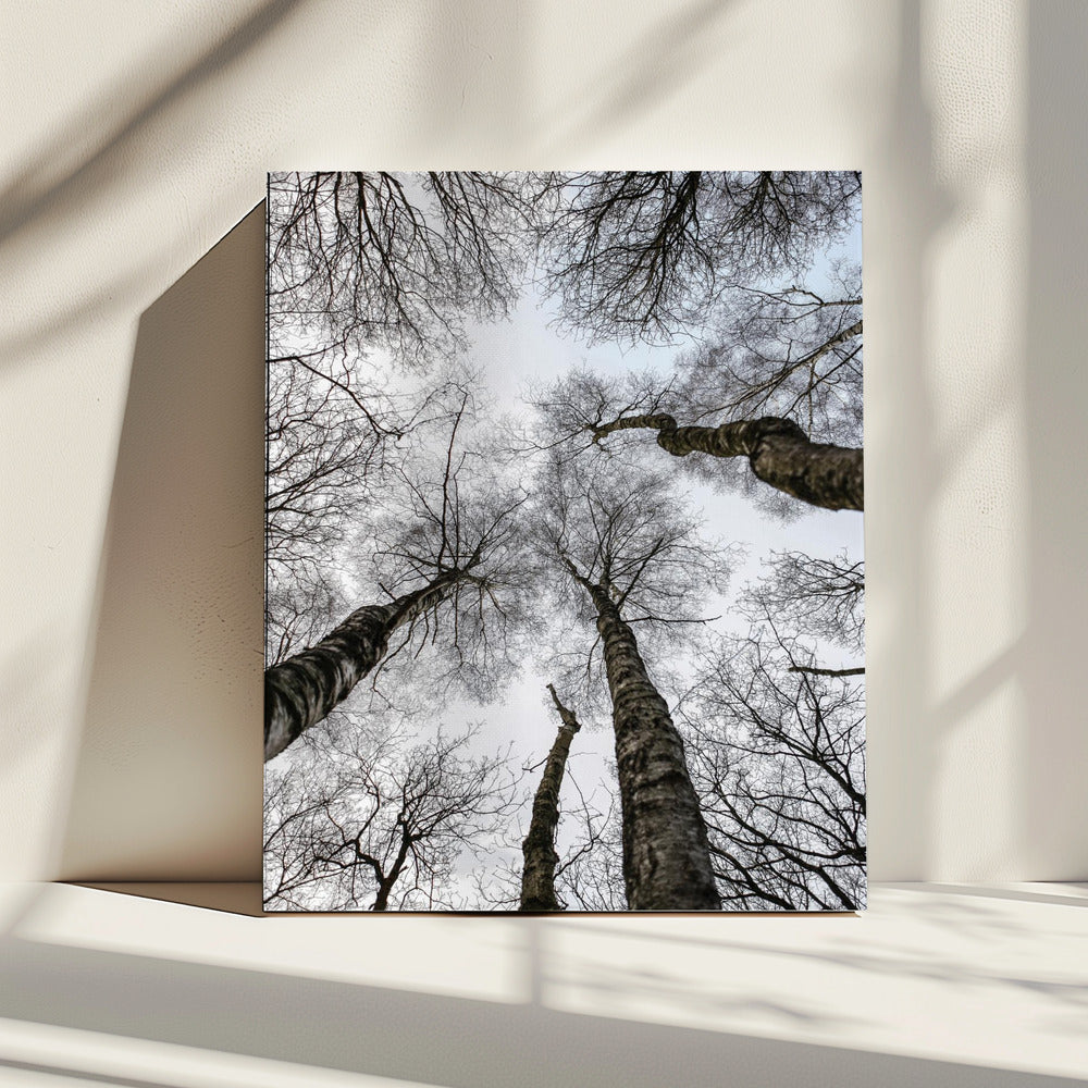 Winter's Omhelzing | Canvas