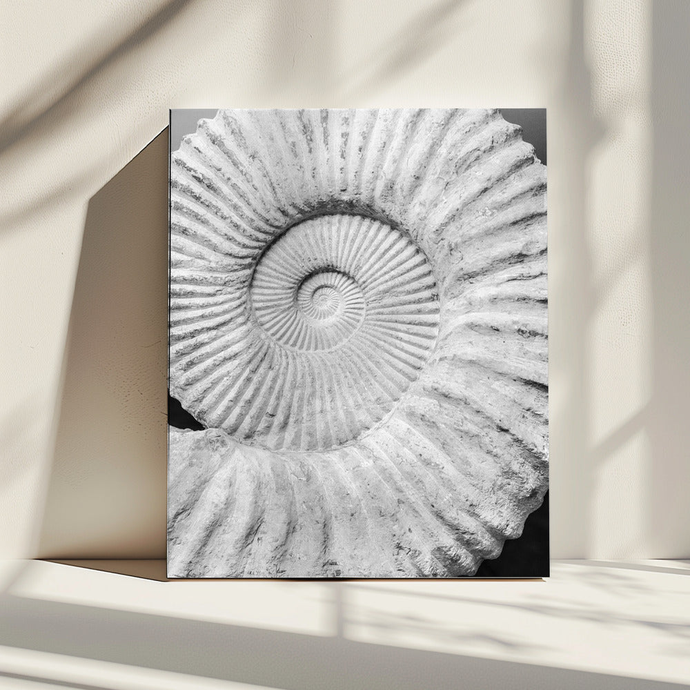 Oude spiraaldromen | Canvas