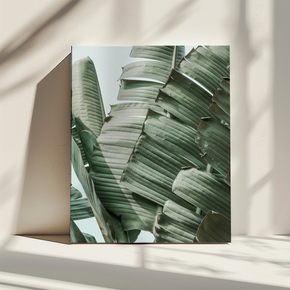 Harmonie van bananenbladeren | Canvas