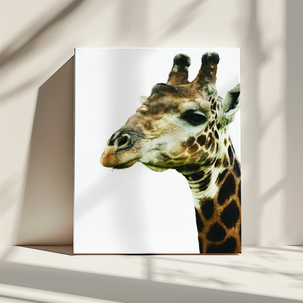 De sierlijke blik van de giraf | Canvas