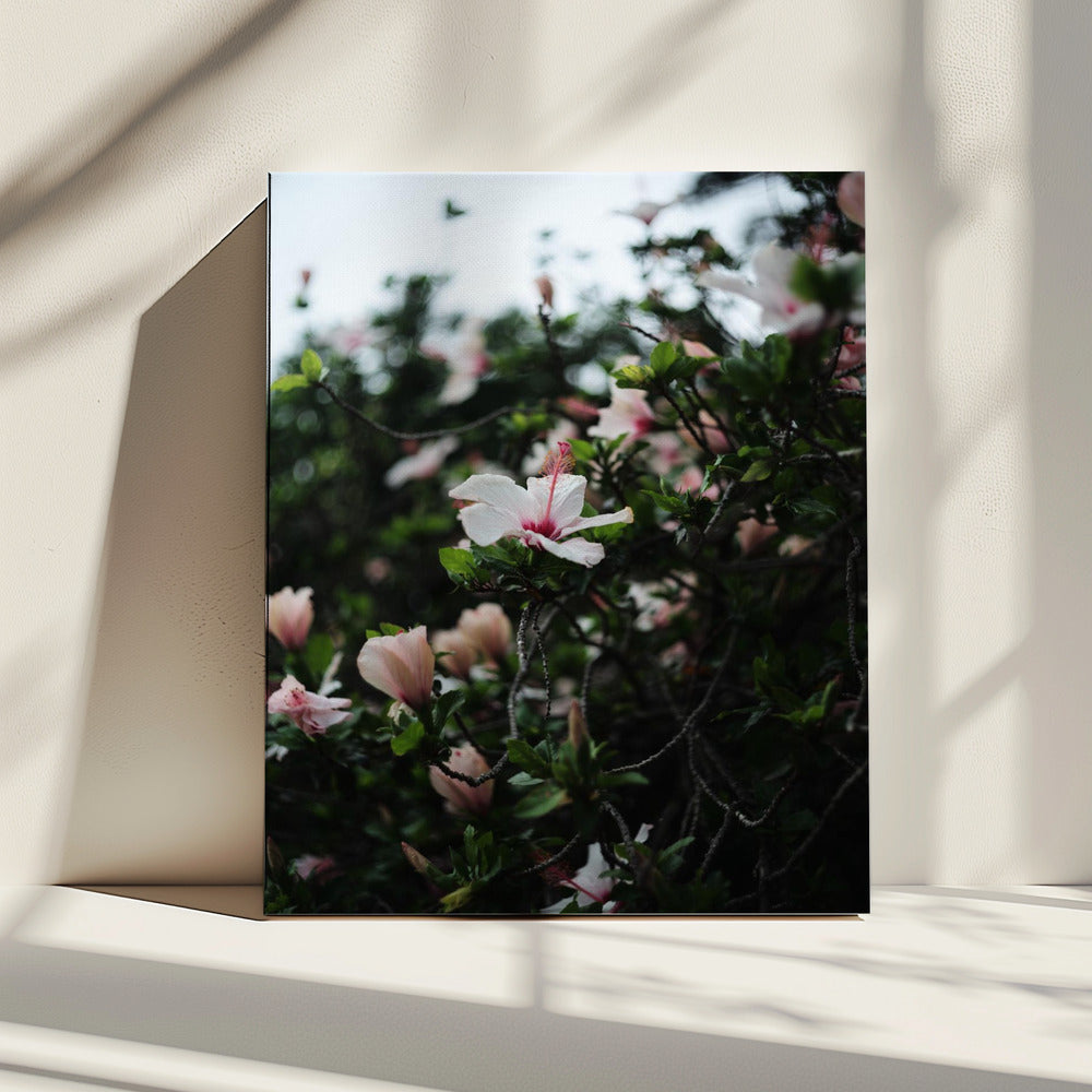 Bloeiende bloesems | Canvas