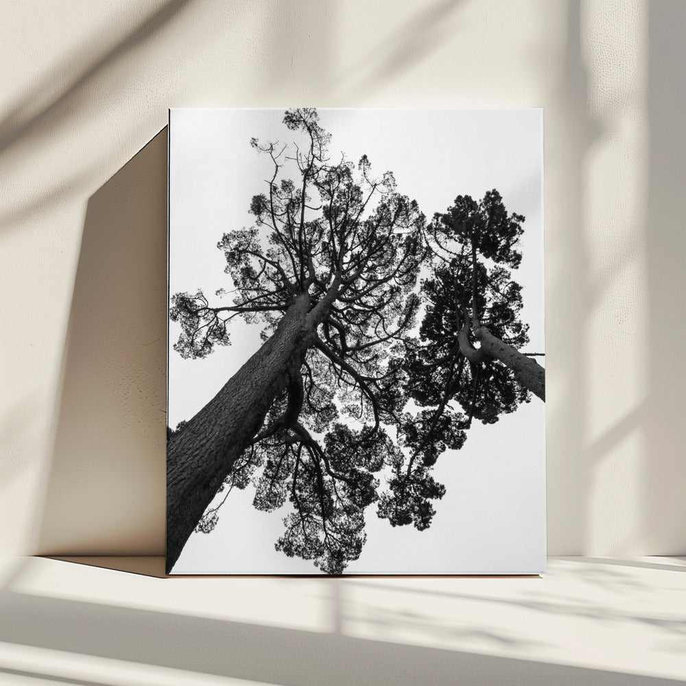 Torenhoge dennen | Canvas