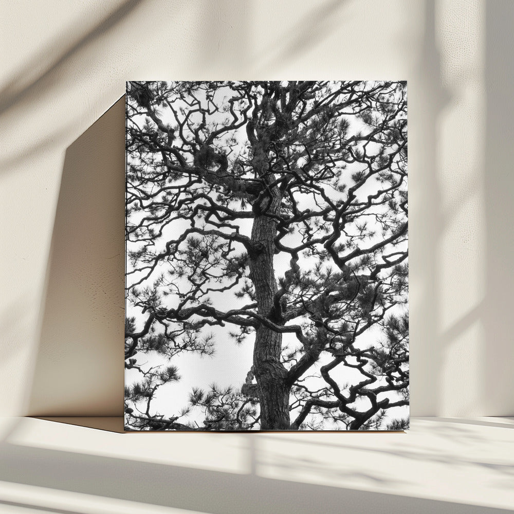 Silhouet van een draaiende boom | Canvas