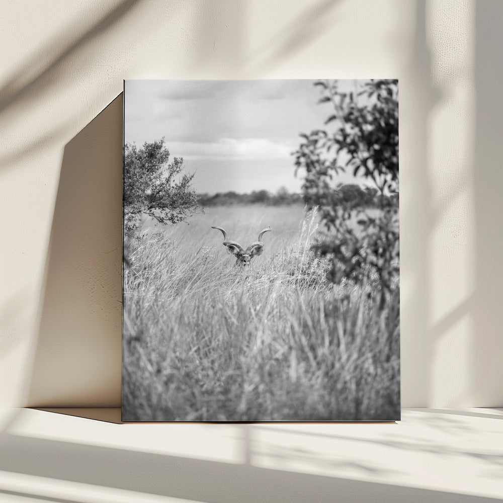 Verborgen in het gras | Canvas