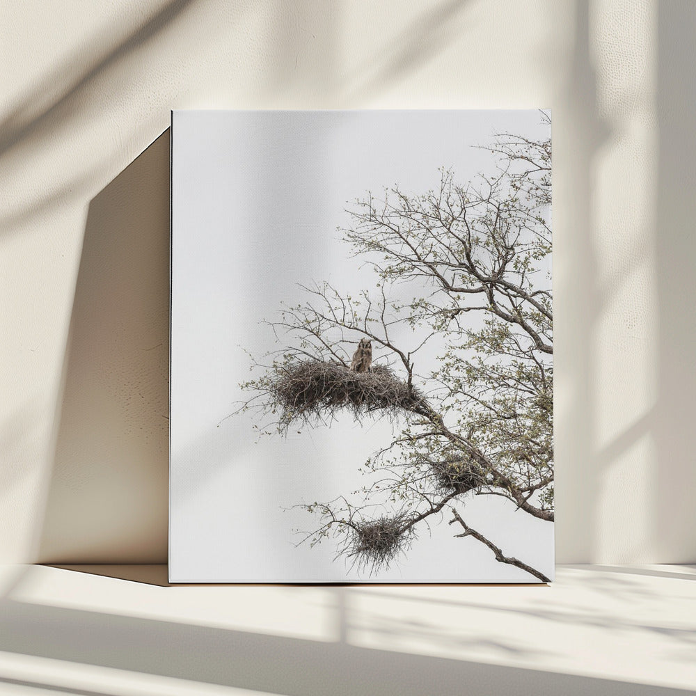 Uilenbaars | Canvas