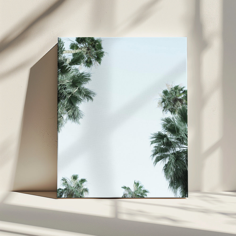 Palmboom Sereniteit | Canvas