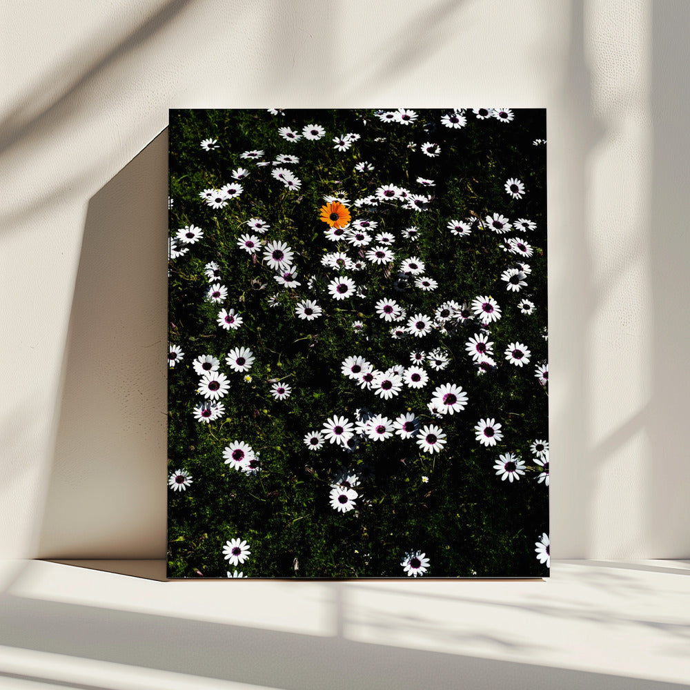 Unieke Bloesem | Canvas