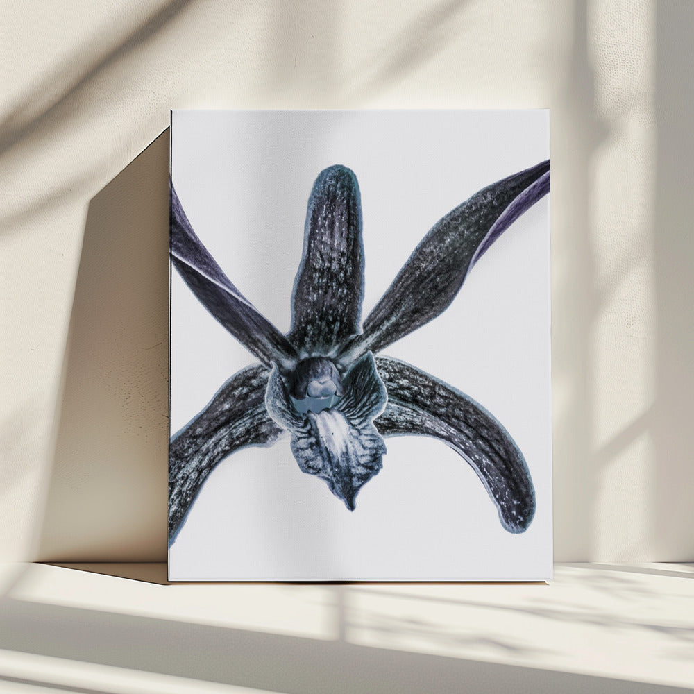 Middernachtbloesem | Canvas