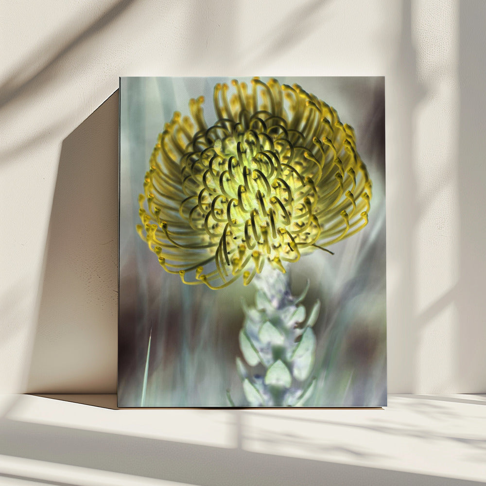 Gouden Bloesem Uitbarsting | Canvas
