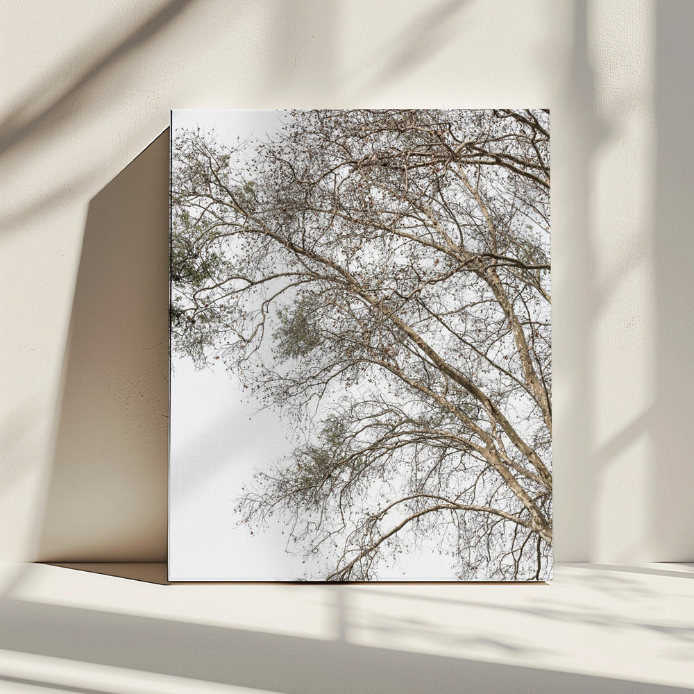 Winterse fluistertakken | Canvas