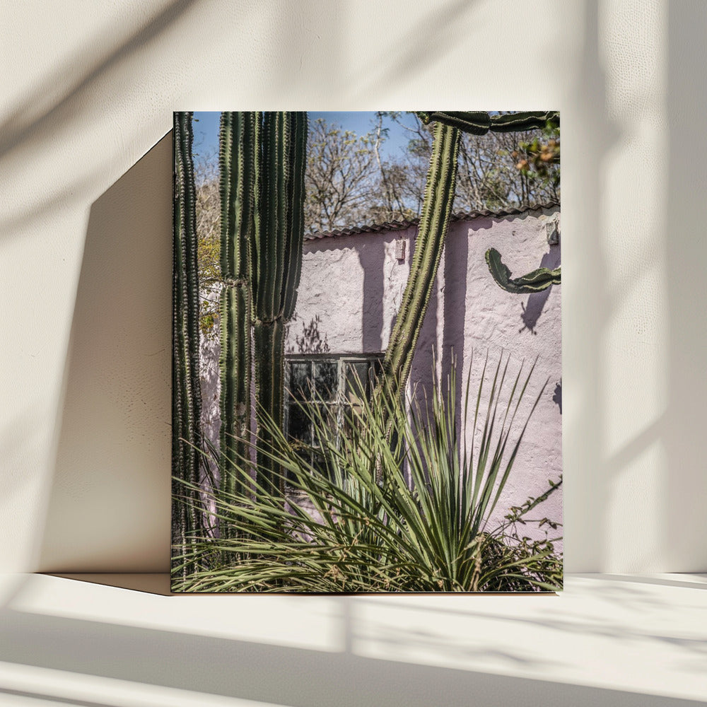 Cactus & Roze Muur | Canvas
