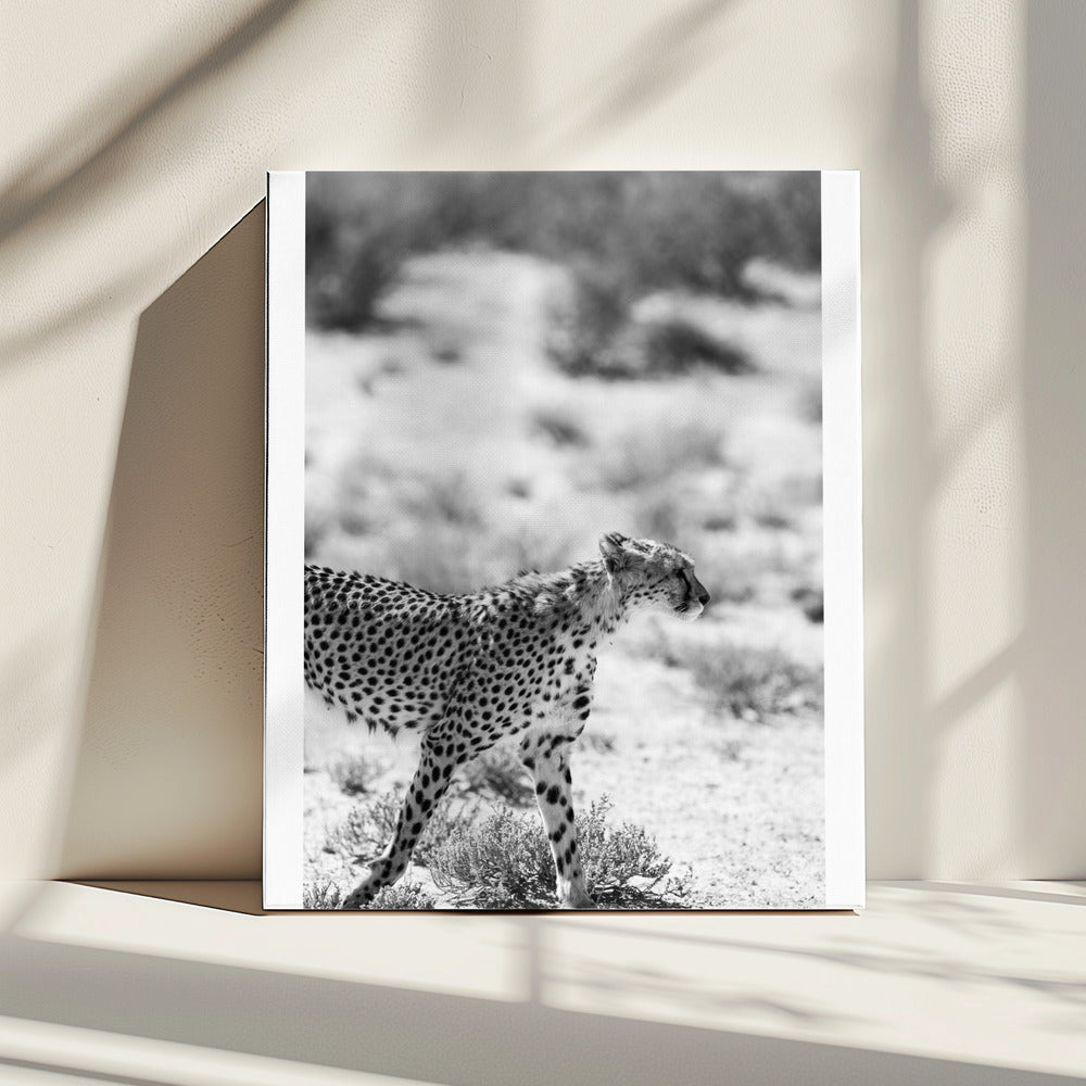 Een wandelende cheeta | Canvas