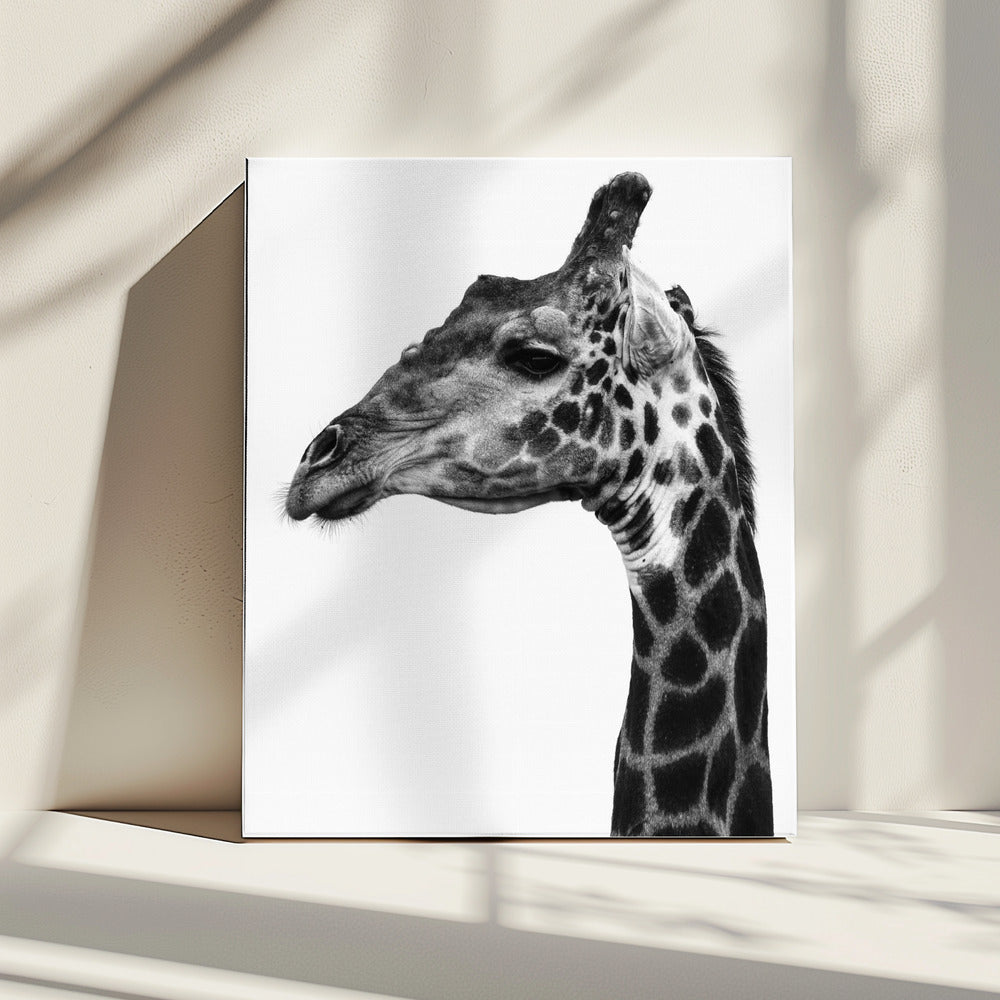Intricate Patterns Of A Giraffe's Skin | Canvas